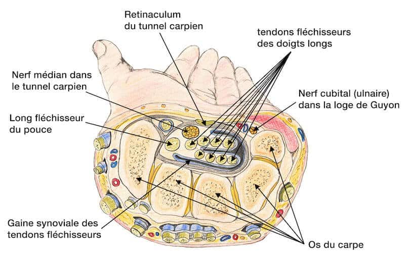 syndrome carpien poignet - nerf carpien poignet - tunnel carpien anatomie - canal carpien nerf médian - anatomie de la main tendon